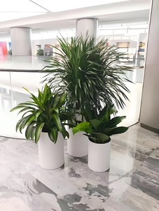 速看！宁波前湾绿化修剪价格全解析